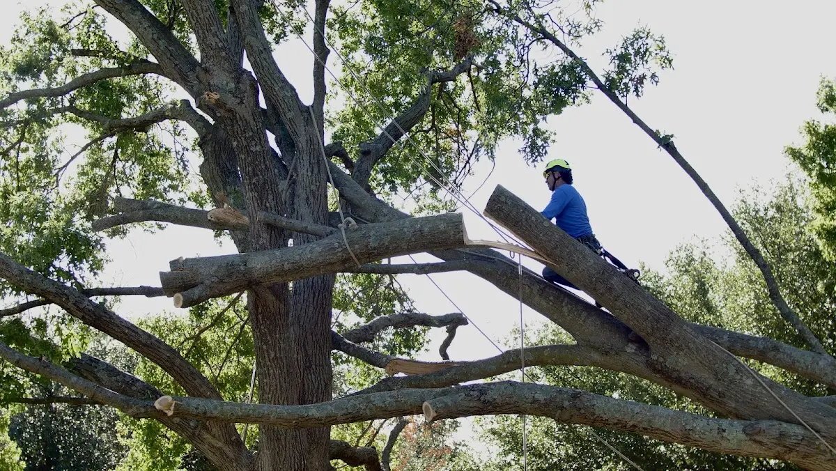 Professional Hazardous Tree Removal performed by certified arborists in Parkersburg