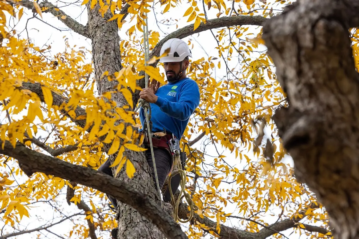 Skilled Tree Planting crew working in Parkersburg